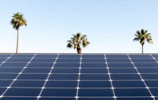Solar Panels With Palm Trees in the Background