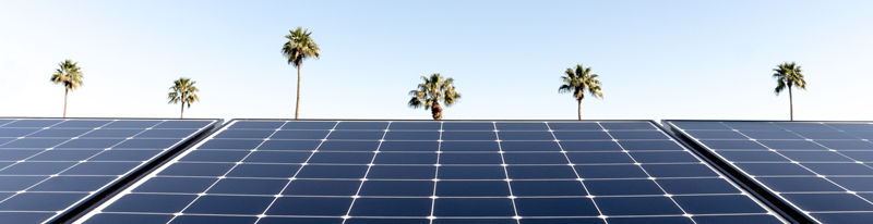 A row of solar panels is prominently displayed in the foreground under a clear blue sky. Six tall palm trees are visible in the background, evenly spaced across the horizon, suggesting a sunny and warm environment. The composition highlights the intersection of nature and technology.