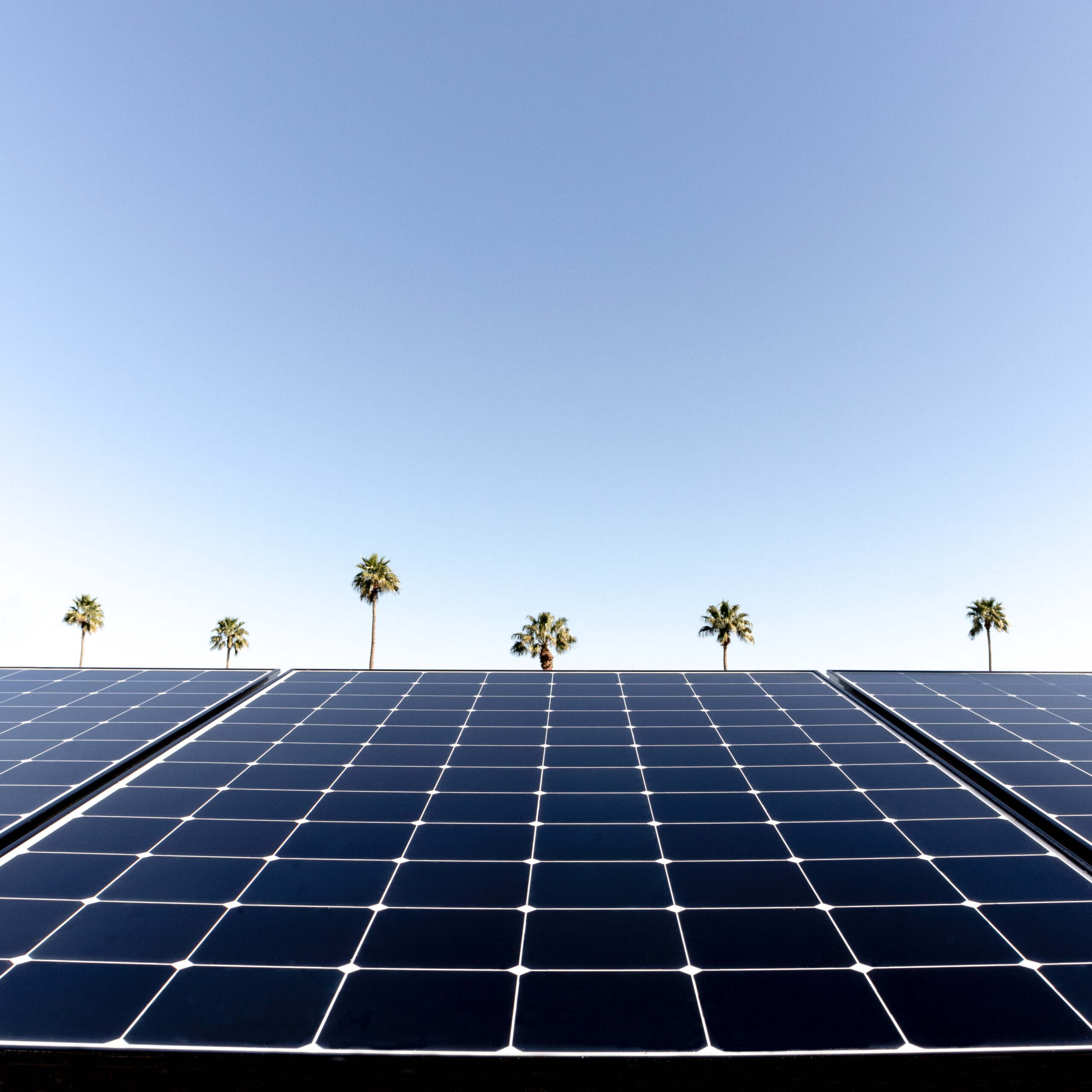 closeup_panelshot_palms Rows of solar panels are in the foreground under a clear blue sky, with several tall palm trees lined up in the background—a testament to the expertise of Palm Desert Solar Panel Installers.