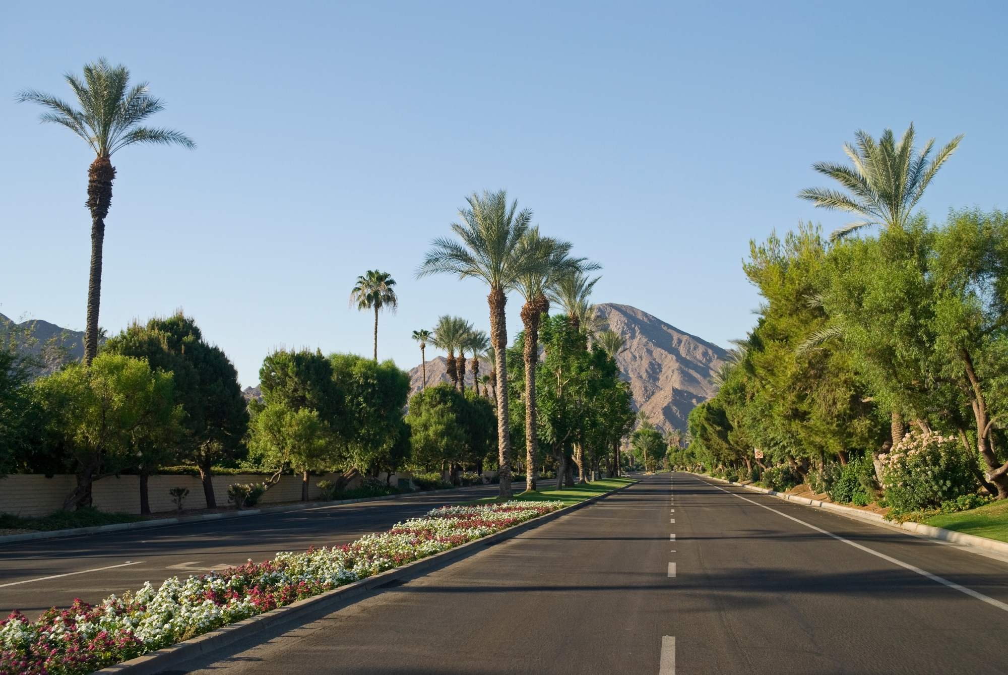 AdobeStock_22254762 A wide, empty street lined with palm trees and colorful flowers, with green bushes and mountains visible in the background under a clear blue sky—ideal scenery for Palm Desert Solar Panel Installers to enhance with sustainable energy solutions.